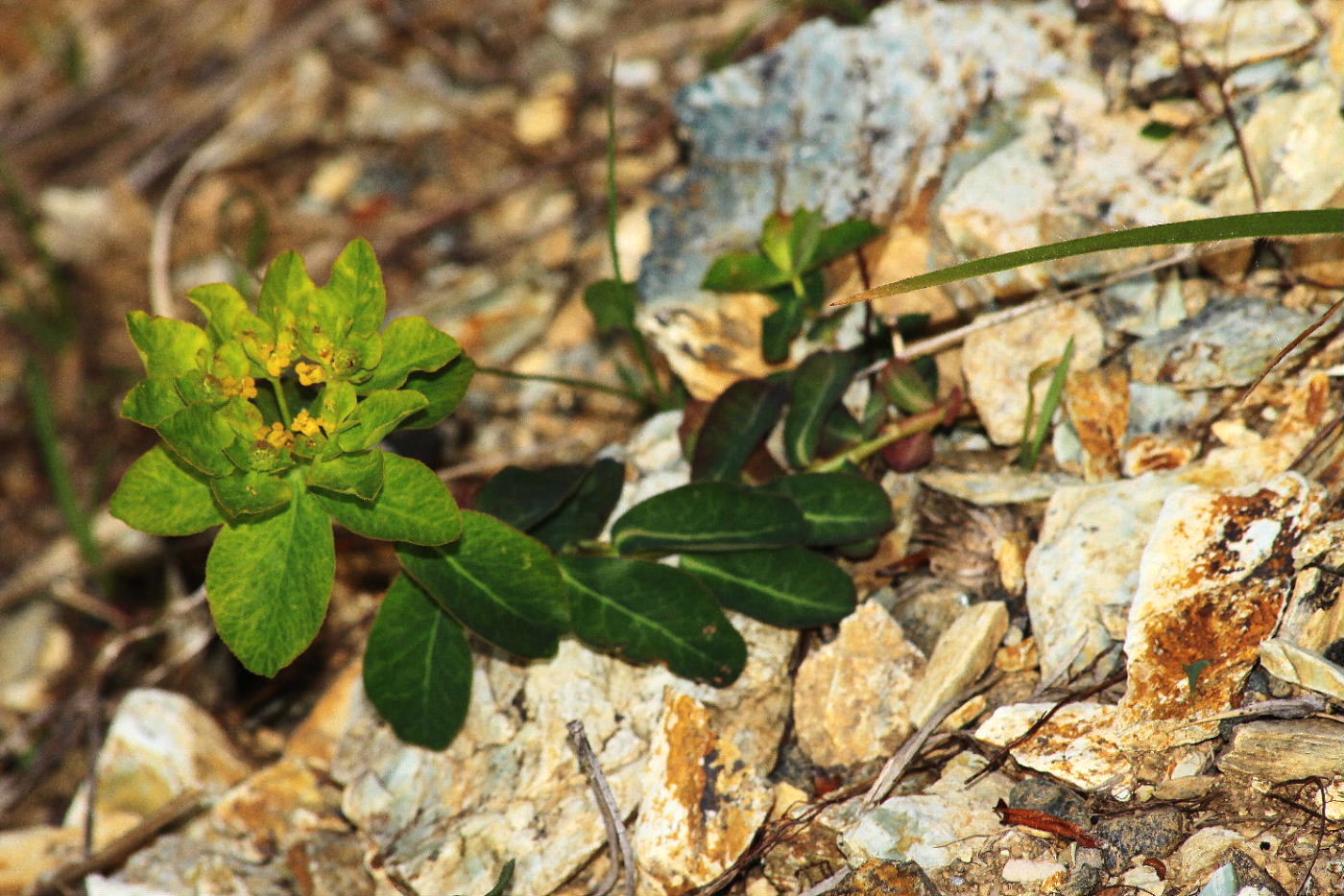 Masone (GE)  Euphorbia brittingeri